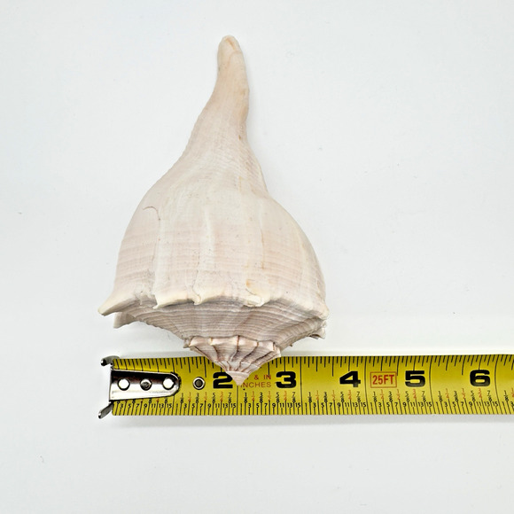 Vintage Lightning Whelk Conch Seashell Estate Collection Beach Decor Aquarium 6" - Picture 8 of 9